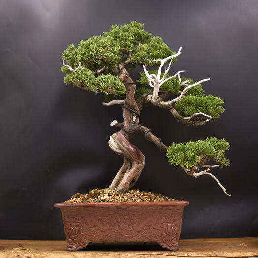Бонсай Можжевельник Itoigawa (Japan), 47см