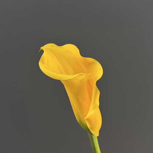 Каллы жёлтые 💛