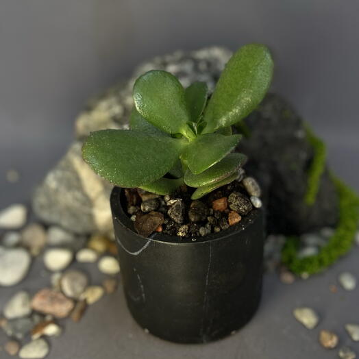 Крассула овата / Crassula ovata