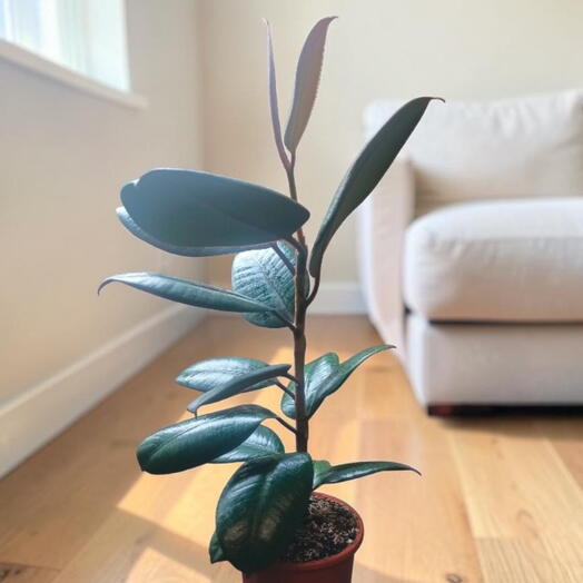 Ficus elastica «Burgundy» - Фикус эластика Бургунди