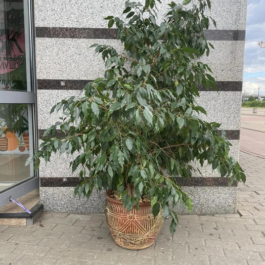 Фикус Бенджамина в керамическом горшке