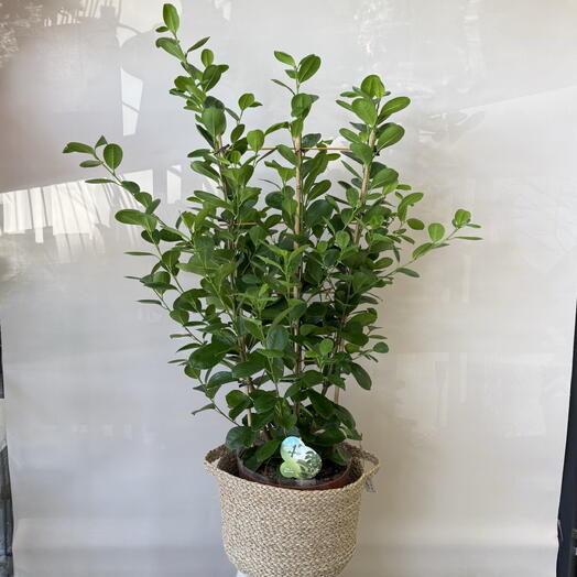Фикус Мокламе (Ficus Moclame)