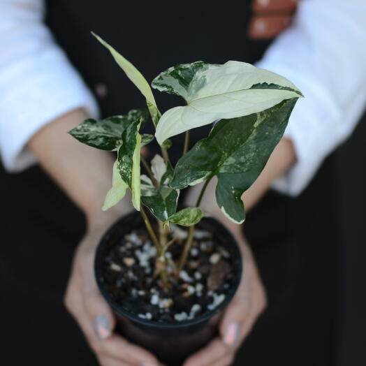 сингониум ножколистный вариегатный (Syngonium podophyllum Albo‑variegatum)