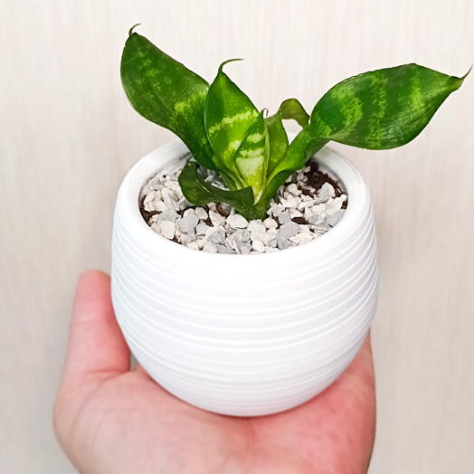 Домашний суккулент Сансевиерия Трёхполосная «Ханни» (Sansevieria trifasciata  Hahnii )