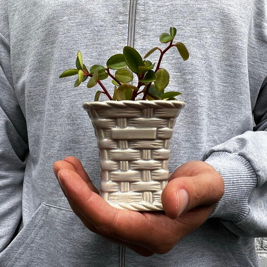 Пеперомия Тетрафилла Хоуп (Peperomia Hope)