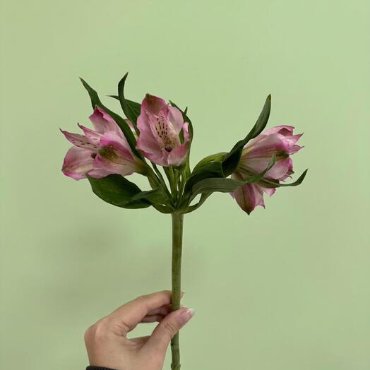 Альстромерия розовая