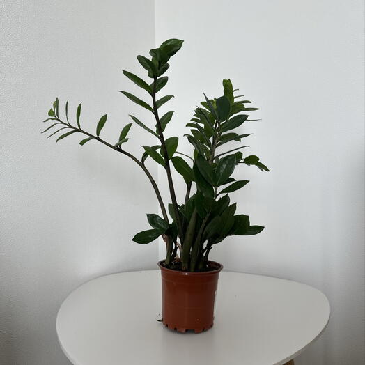 Zamioculcas zamiifolia