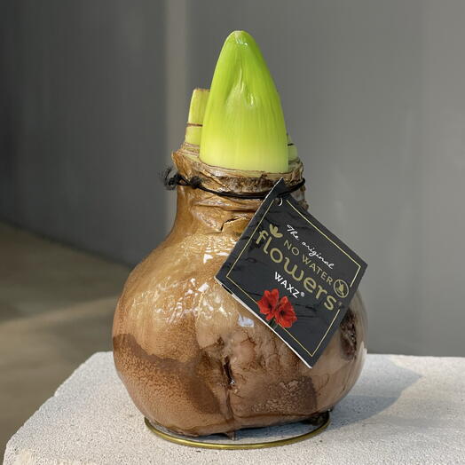 АМАРИЛЛИС BEIGE луковица в воске (не требует полива и посадки)