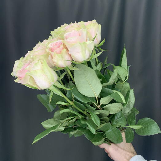 Роза Frutteto 15 шт