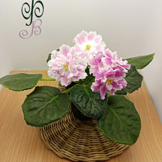 Розовая фиалка (*40) (Сенполия)