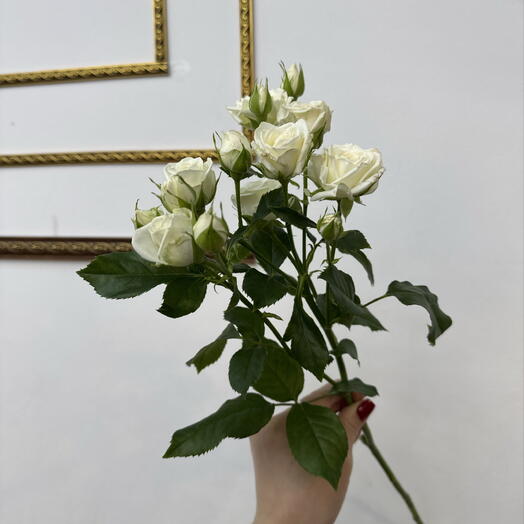 Роза кустовая