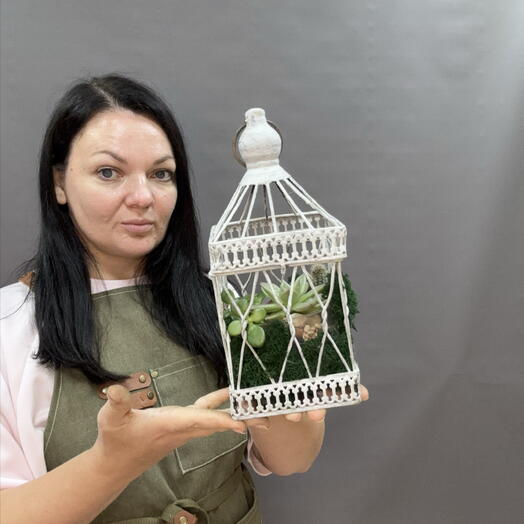 Мини-сад из суккулент с декоративным мхом «клетка» флорариум , бонсай