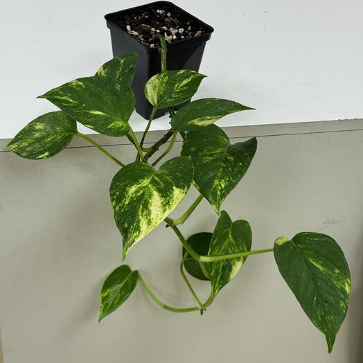 Эпипремнум золотистый (Epipremnum aureum)