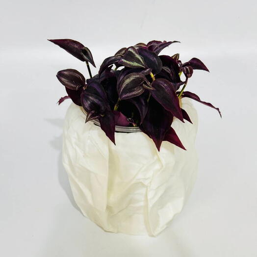 Домашний цветок Традесканция Перпл Джой Tradescantia zebrina Purple Joy в авторском кашпо пакет