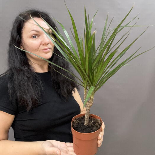 Драцена маргината(Dracaena marginata)элегантное комнатное растение, которое привносит в интерьер нотки тропической утончённости