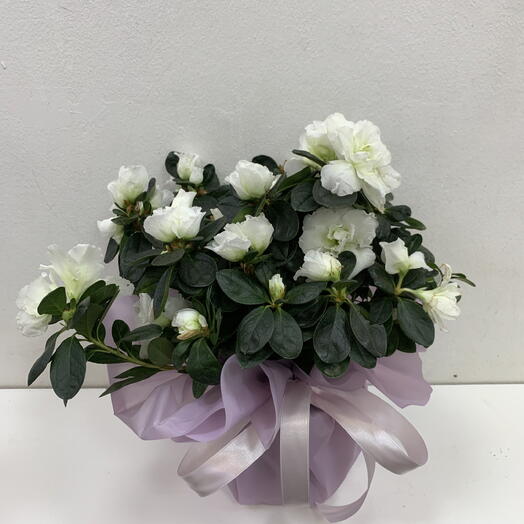 Азалия кустовая белая