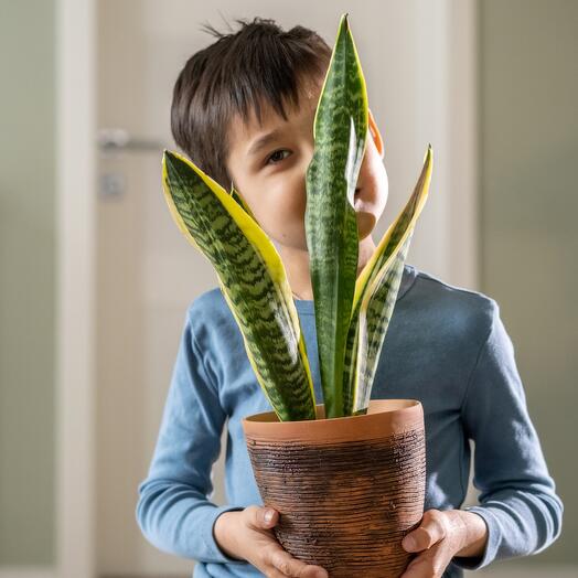Sanseveria Laurenti in a terracotta planter