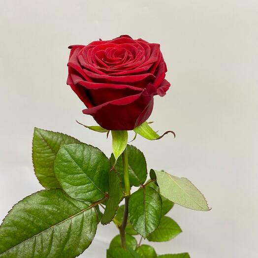 Роза 🌹 «Ред Наоми»