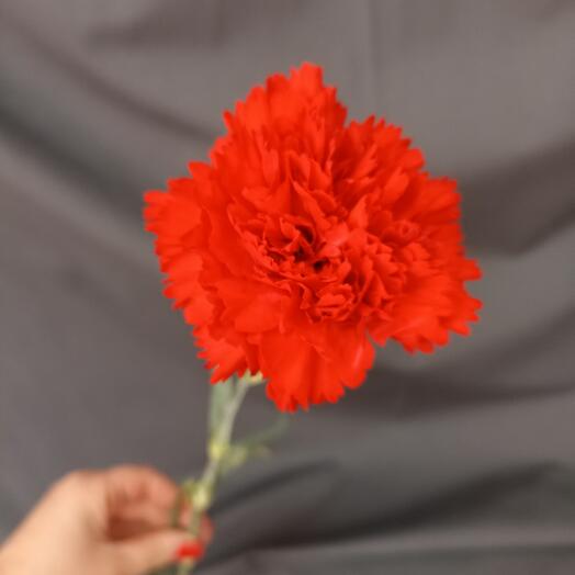 Red carnation