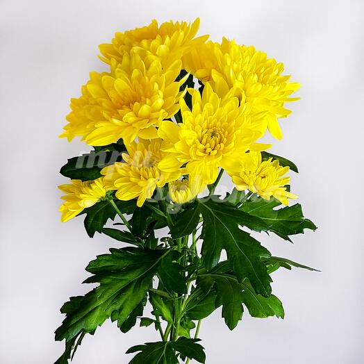 Crisantemo arbusto Terry amarillo