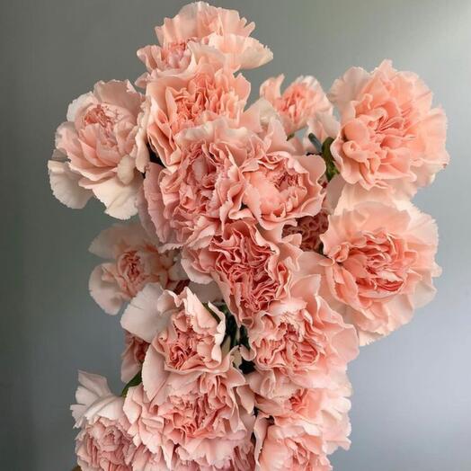 Carnations