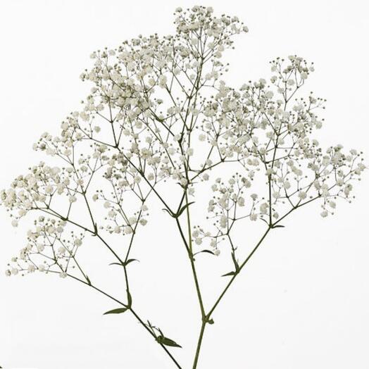Gypsophila