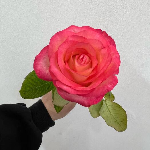 Jamila 40cm