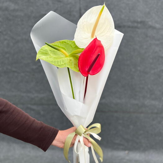 Anthurium 🌺