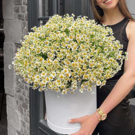 Ромашки в коробке
