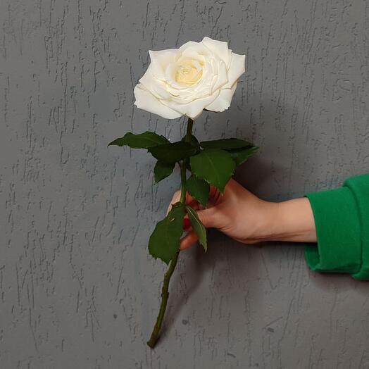 Kenya rose, 50 cm, white