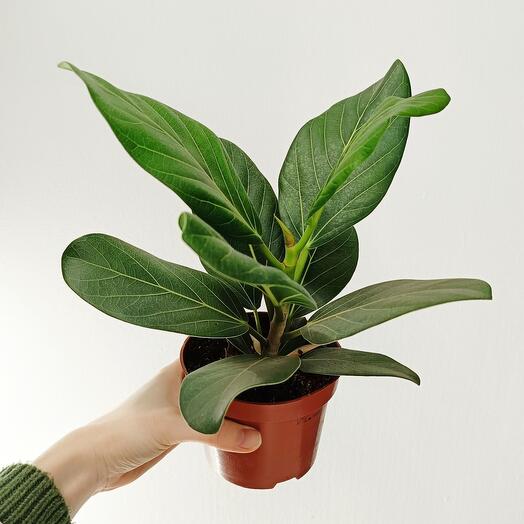 Фикус Бенгаленсис Одри 25 см