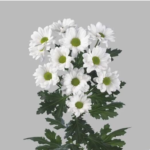 1 bush chrysanthemum