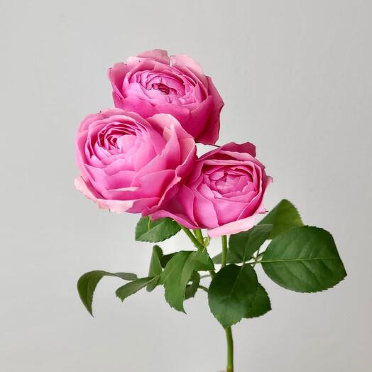 Bushy peony-shaped rose Silva Pink, 45 cm
