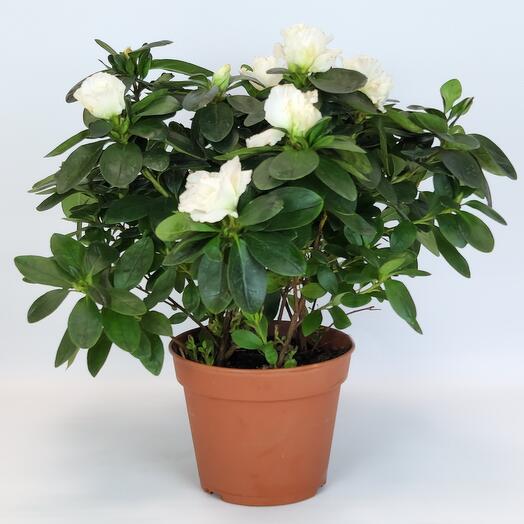 Azalea Indica white, D-12