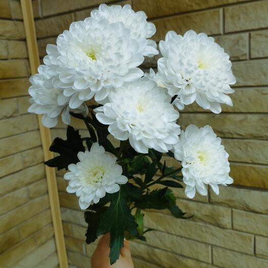 Хризантема Алтай белая 5 веток