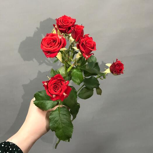 Кустовая роза «Мирабелла» алая 🌹
