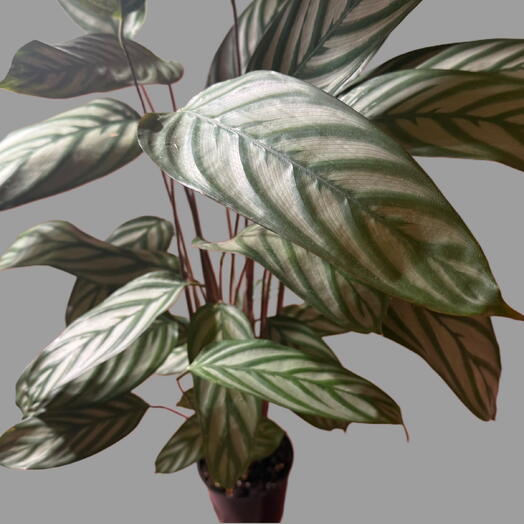 Calathea