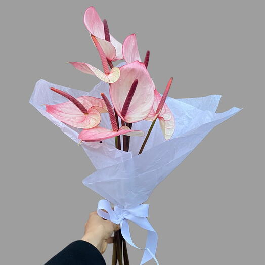 Anturium finom csomagolásban