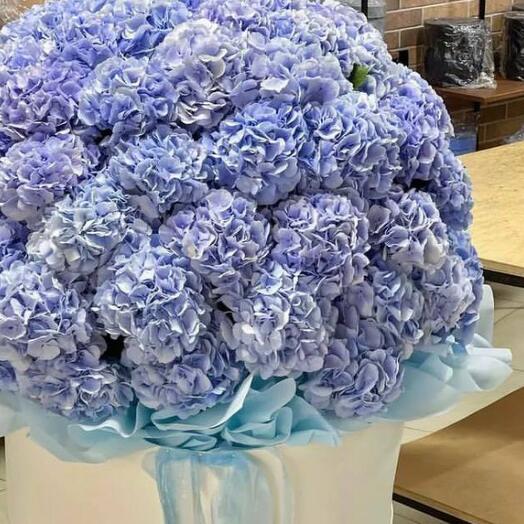 Bouquet of 51 purple hydrangeas in hatbox