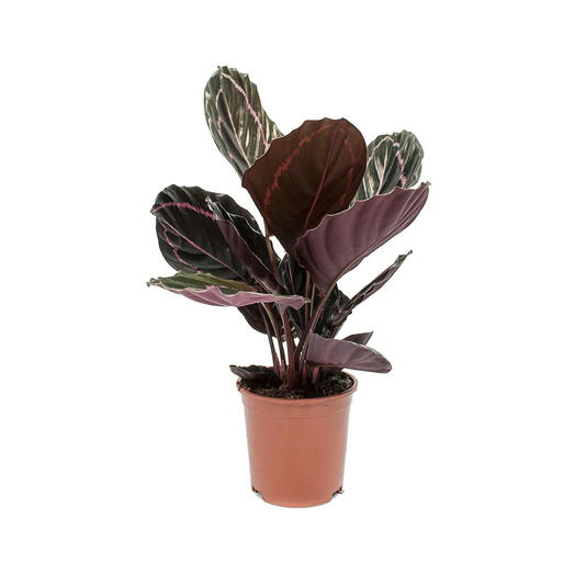 Calathea Roseopicta Plant – Rose Painted Calathea – Black Rose