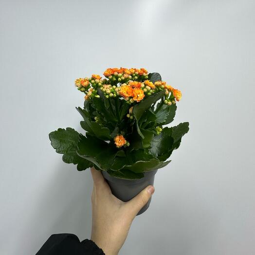 Каланхоэ