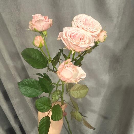 Кустовая Роза