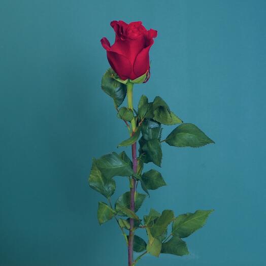 Rosa roja