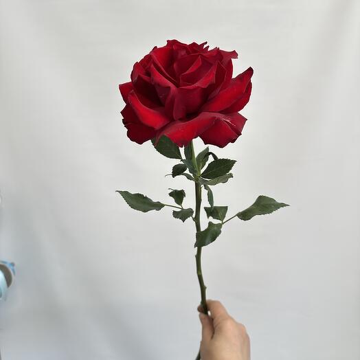 The French Rose