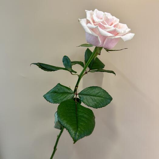 Розовая роза Талея Россия 60 см