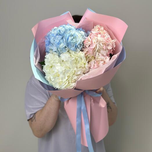 3 гортензия