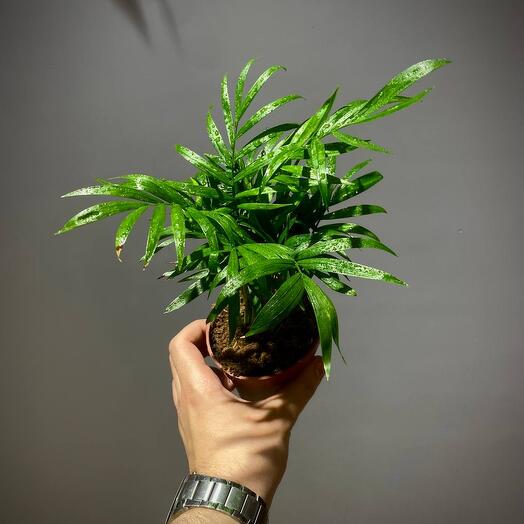 Хамедорея 9 см