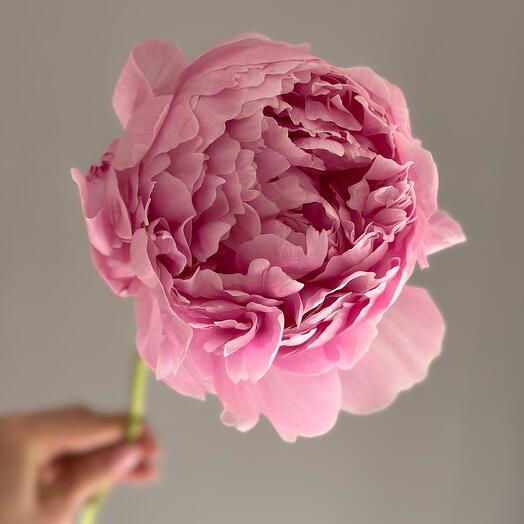 Пион розовый Сара Бернар