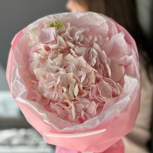 Розовая голландская гортензия