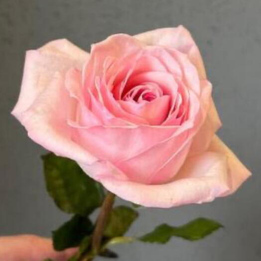 Роза Pink Ohara